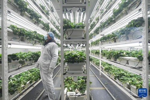 草莓小鎮迎來產銷旺季，農業技術推廣助力產業升級